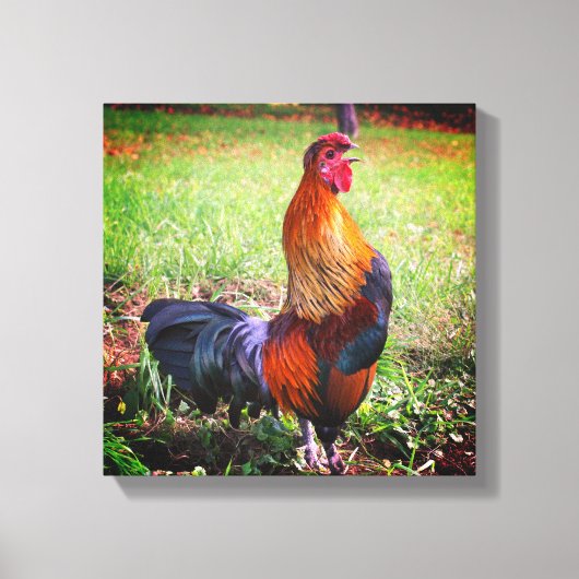 Roosterkweekdier Boerderij Canvas Afdruk (Voorkant)