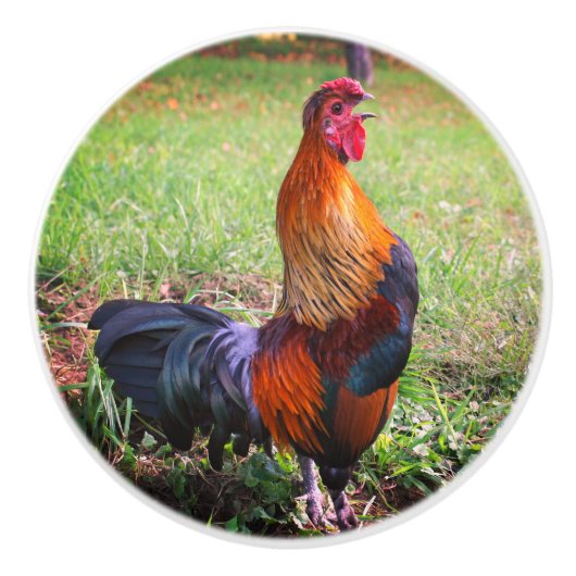 Roosterkweekdier Boerderij Keramische Knop (Voorkant)
