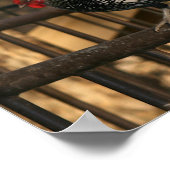 Roosters "Bantam & Sebright" Poster (Hoek)