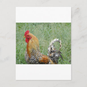 Roosters Briefkaart