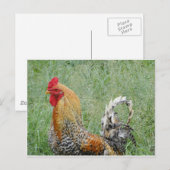 Roosters Briefkaart (Voorkant / Achterkant)
