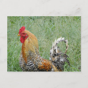 Roosters Briefkaart