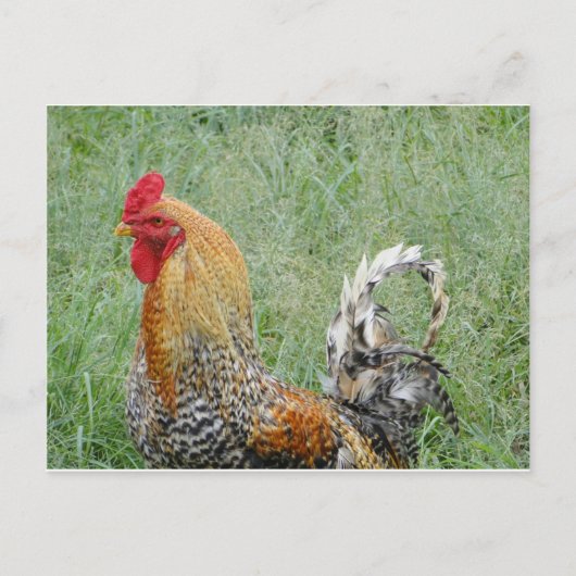 Roosters Briefkaart (Voorkant)