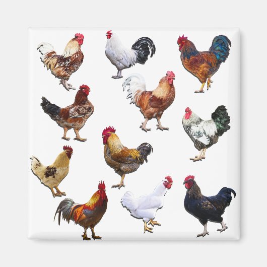 Roosters collage-kleurkip magneet (Voorkant)