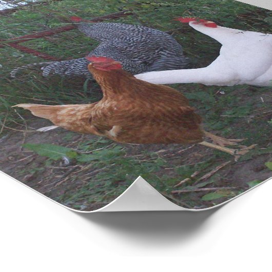 Roosters X 3 Poster (Hoek)