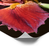 Root Beer Beared Iris Flower Poster (Hoek)