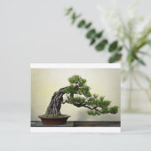 Root over Rock Pine Bonsai Briefkaart (Staand voorkant)