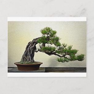 Root over Rock Pine Bonsai Briefkaart