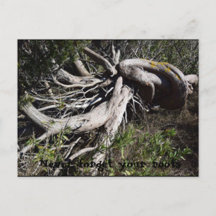 Roots Briefkaart