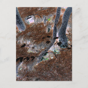 "Roots" Gnarled-bomen, pijnnaalden, bosgrond Briefkaart