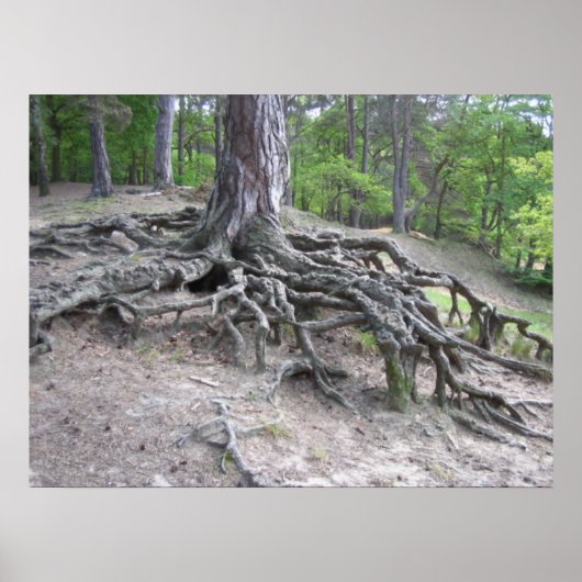 Roots Poster (Voorkant)