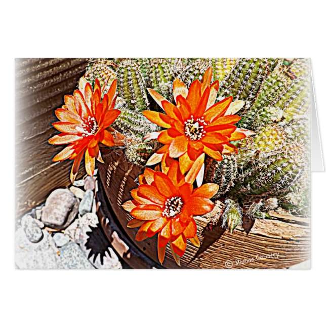 Rope Cactus Blooms (Voorkant Horizontaal)