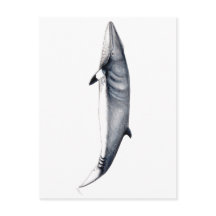 Rorcual aliblanco tarjeta postal, Minke whale card