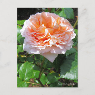 Rosa Abraham Darby [ansichtkaart] Briefkaart