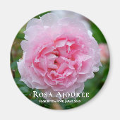 Rosa Ajourée Magneet (Voorkant)