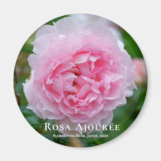 Rosa Ajourée Magneet (Voorkant)