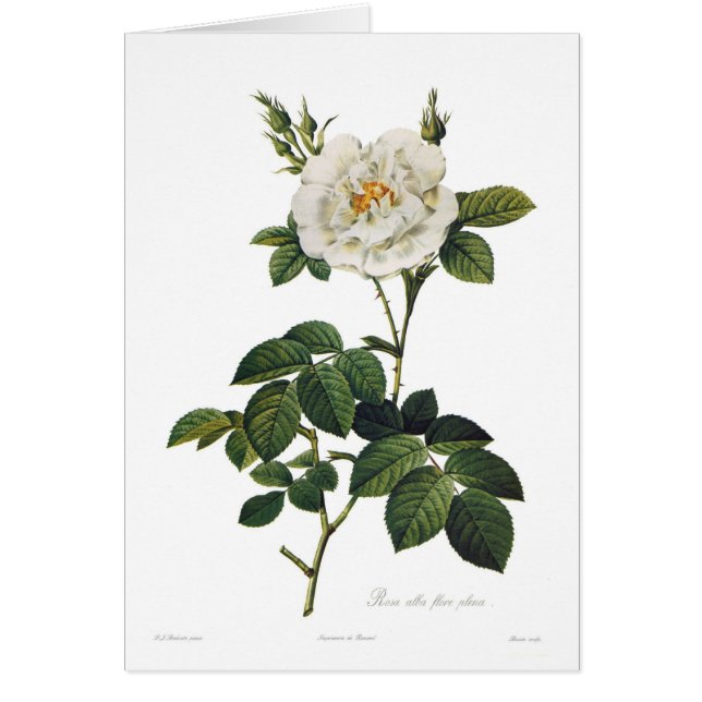Rosa alba flore plena (Voorkant)