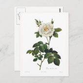 Rosa alba flore plena briefkaart (Voorkant / Achterkant)