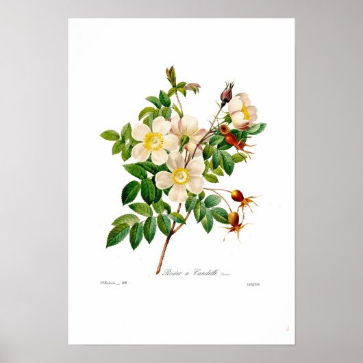 Rosa alpina poster (Voorkant)