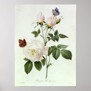 Rosa: Bengaals de Hymenes Poster