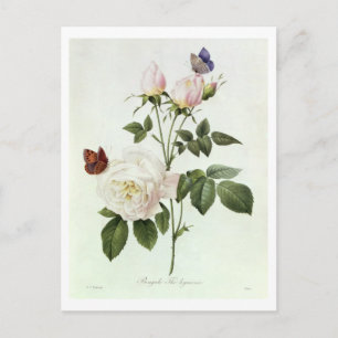 Rosa: Bengale de Hymenes uit 'Les Rozen' Briefkaart