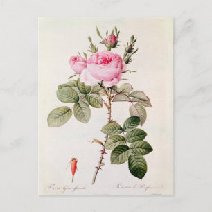 Rosa Bifera Officinalis uit de Les-Rozen Briefkaart