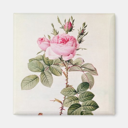 Rosa Bifera Officinalis uit de Les-Rozen Magneet (Voorkant)