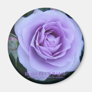 Rosa Blue Bajou : Aimant Rond