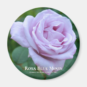 Rosa Blue Moon Magneet