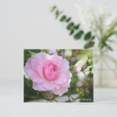 Rosa Bonica '82 : Carte postale (Debout devant)