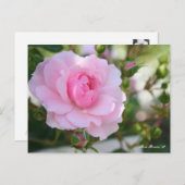 Rosa Bonica '82 : Carte postale (Devant / Derrière)