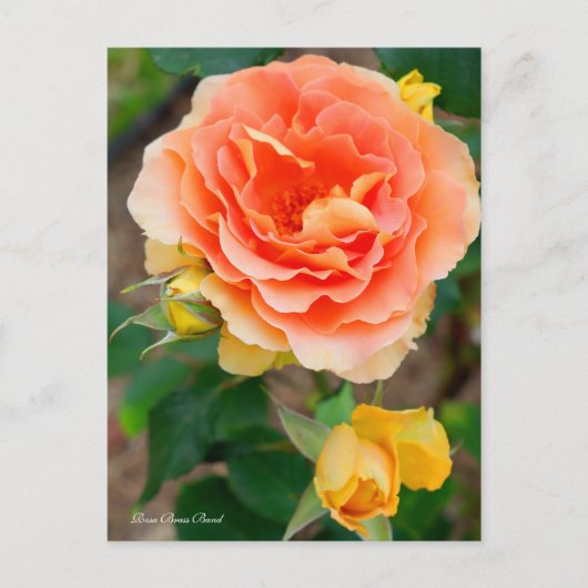 Rosa Brass Band [Briefkaart] Briefkaart (Voorkant)