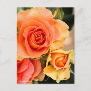 Rosa Brass Band : Carte postale