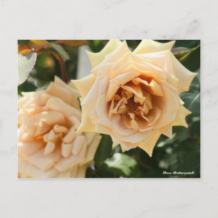Rosa Butterscotch Briefkaart