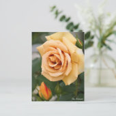 Rosa Butterscotch : Carte postale (Debout devant)
