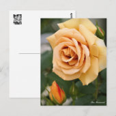 Rosa Butterscotch : Carte postale (Devant / Derrière)