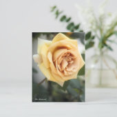 Rosa Butterscotch : Carte postale (Debout devant)