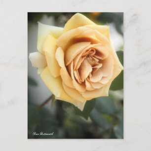 Rosa Butterscotch : Carte postale