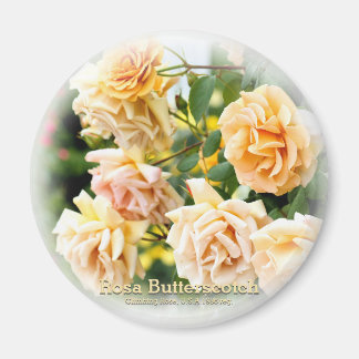 Rosa Butterscotch Magneet