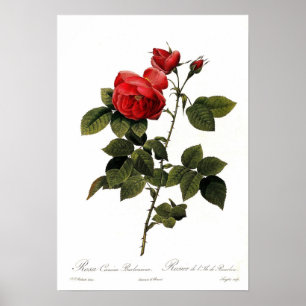 Rosa canina bourboniana poster