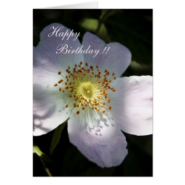 Rosa Canina - Dog Roos (Voorkant)