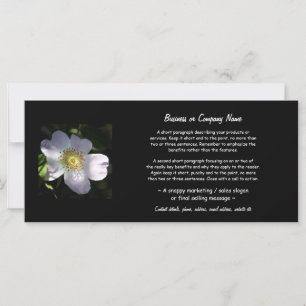 Rosa Canina - Dog Roos