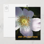 Rosa Canina - Dog Roos Briefkaart (Voorkant / Achterkant)