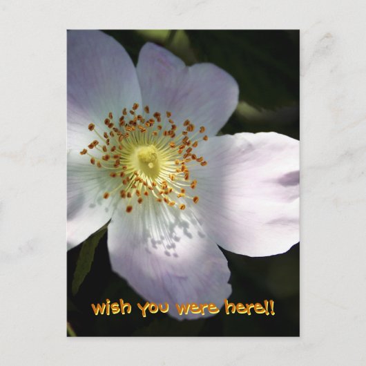 Rosa Canina - Dog Roos Briefkaart (Voorkant)