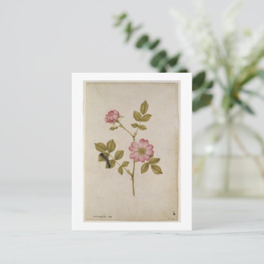 Rosa Canina - Dogrose en Caterpijler (potlood & w/ Briefkaart (Staand voorkant)