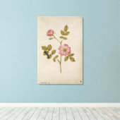 Rosa Canina - Dogrose en Caterpijler (potlood & w/ Canvas Afdruk (Insitu (Houten vloer))