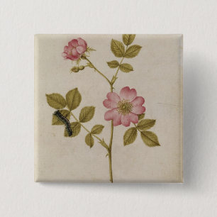 Rosa Canina - Dogrose en Caterpijler (potlood & w/ Vierkante Button 5,1 Cm