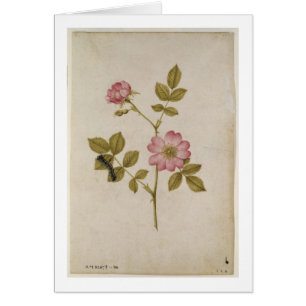 Rosa Canina - Dogrose et Caterpillar (crayon et