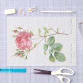 Rosa Centifolia Anglica Rubra Tissuepapier (Craft)