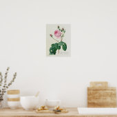 Rosa Centifolia Bullata Poster (Keuken)